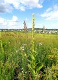 Verbascum thapsus