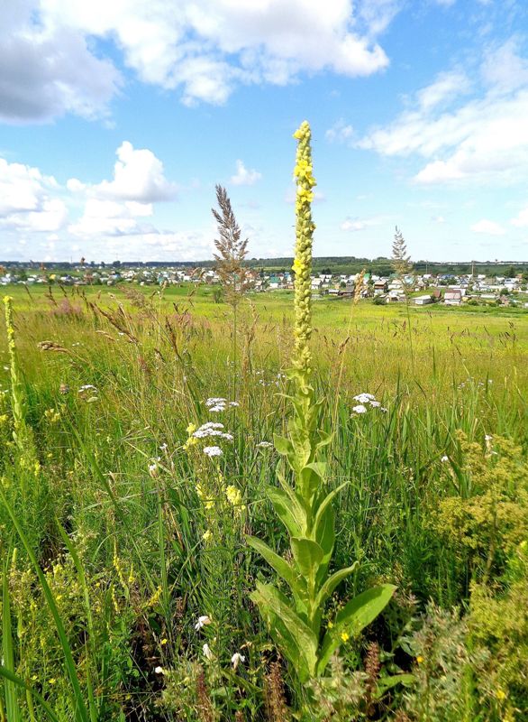 Изображение особи Verbascum thapsus.