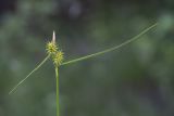 Carex flava