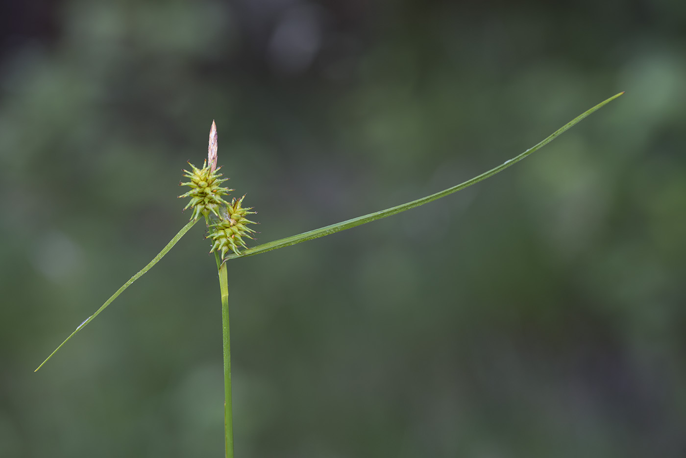 Изображение особи Carex flava.