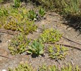 Glottiphyllum linguiforme