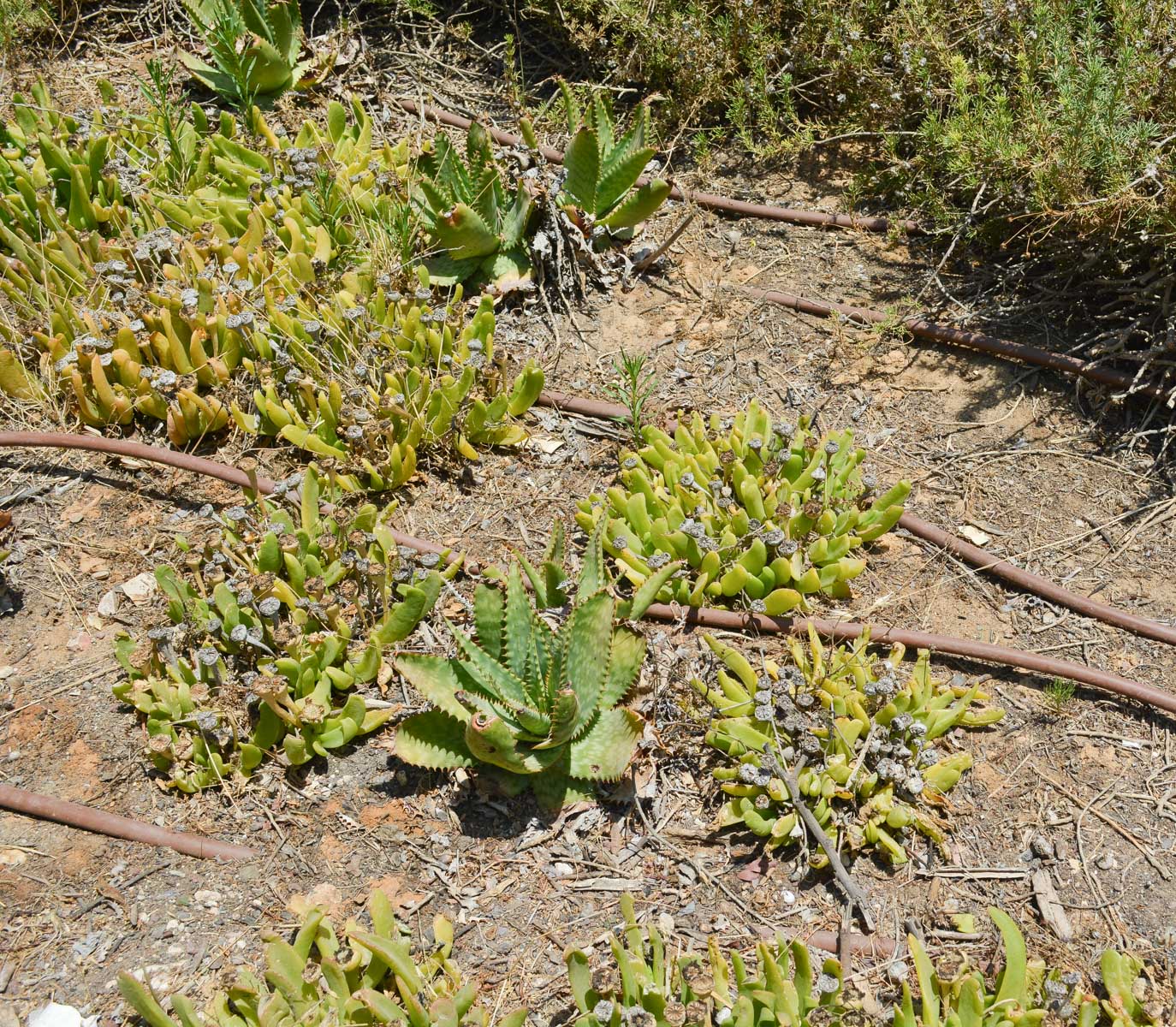 Изображение особи Glottiphyllum linguiforme.