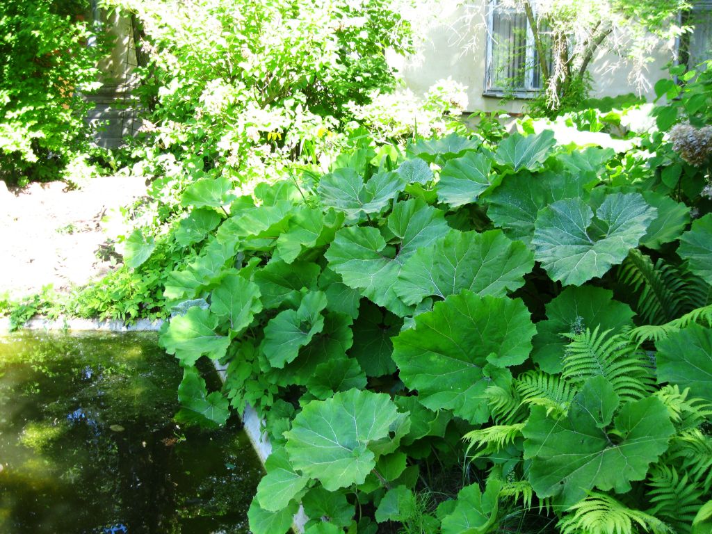 Image of Petasites hybridus specimen.