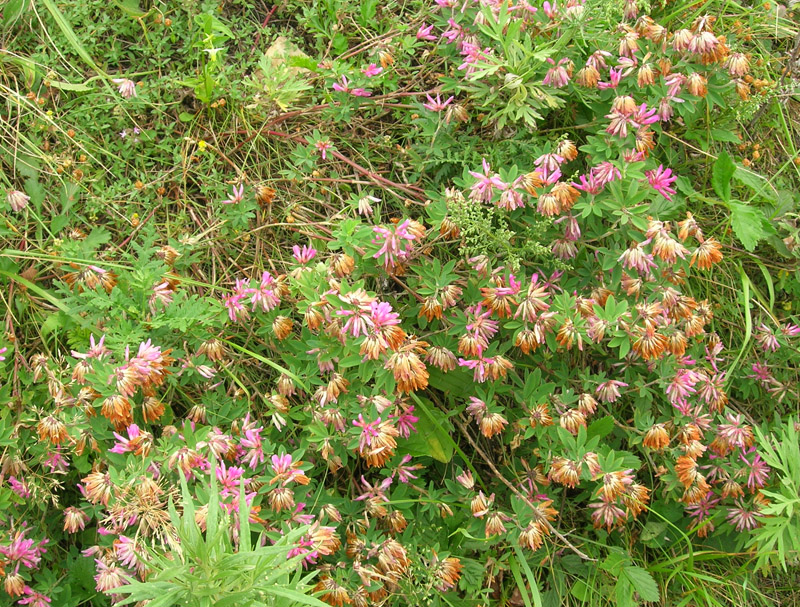 Image of Trifolium pacificum specimen.