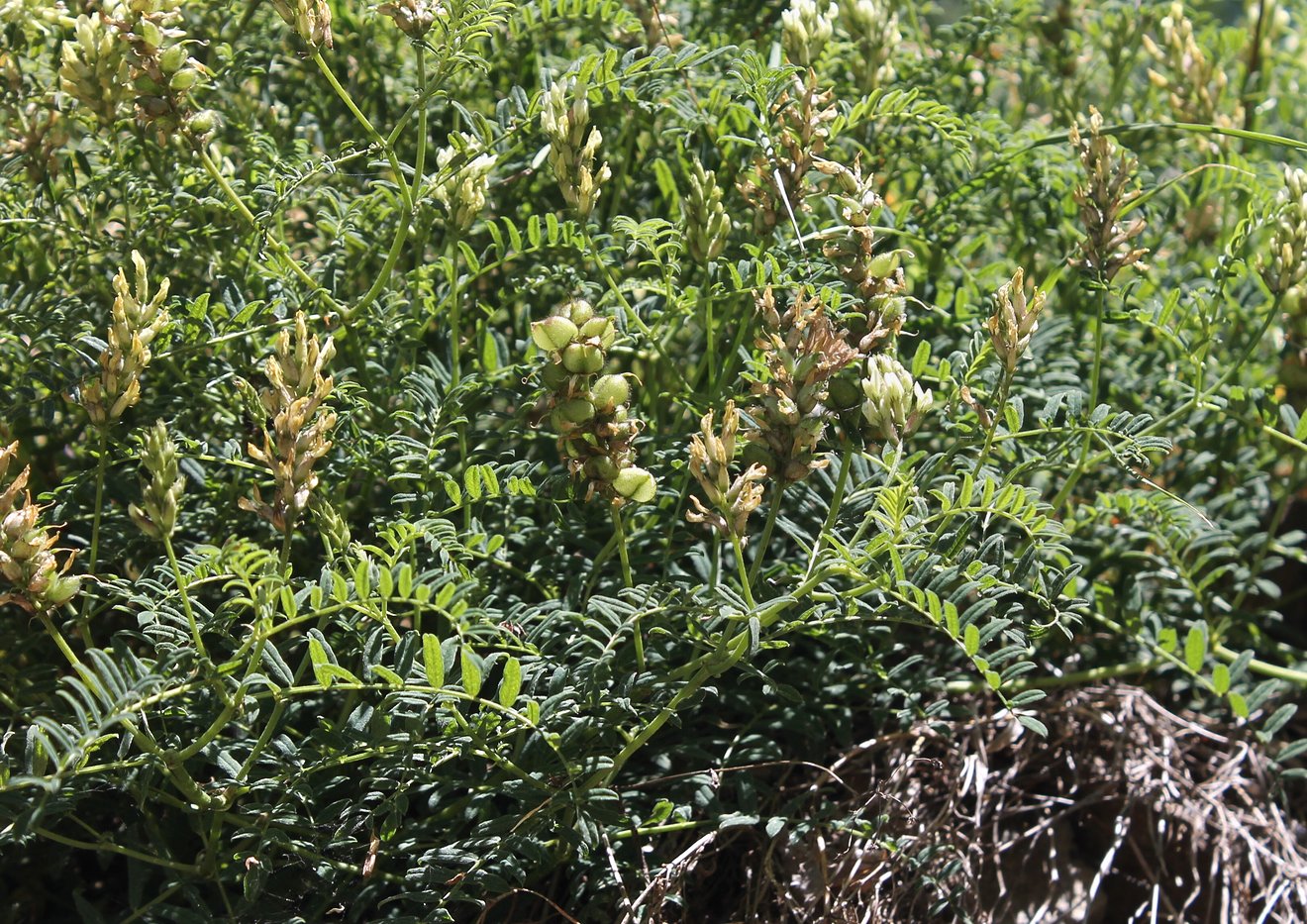 Image of Astragalus cicer specimen.