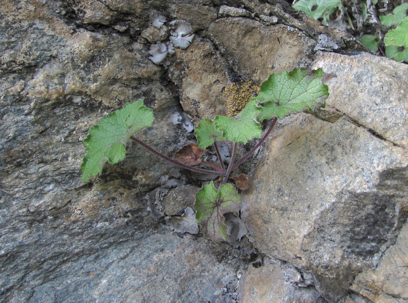 Image of genus Campanula specimen.