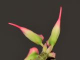 Euphorbia tithymaloides