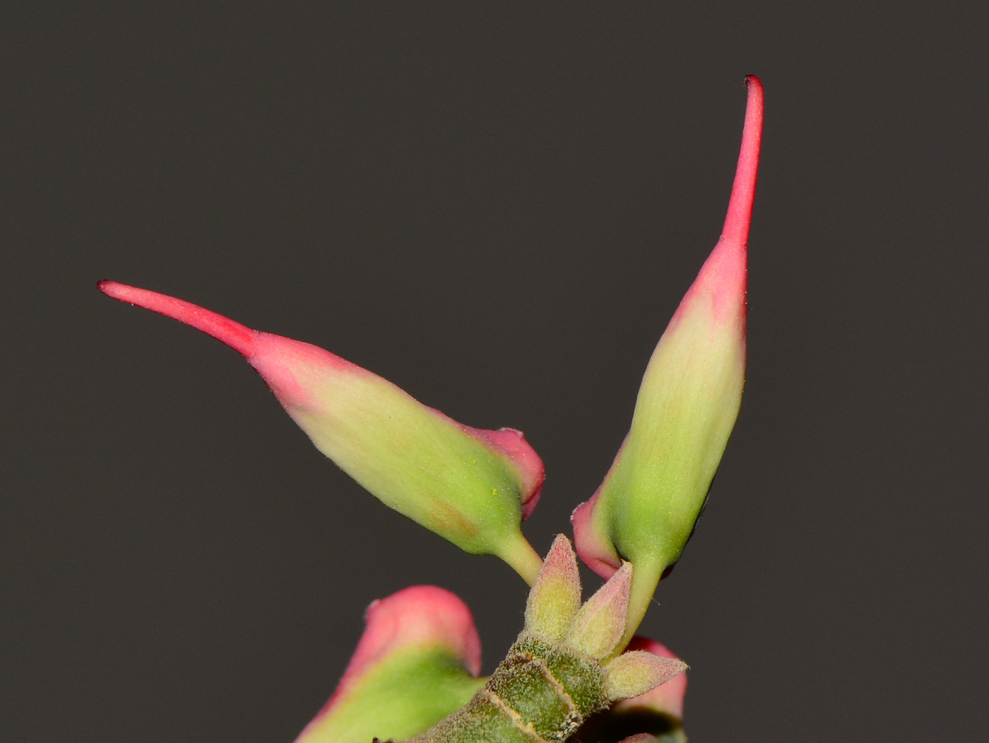 Изображение особи Euphorbia tithymaloides.