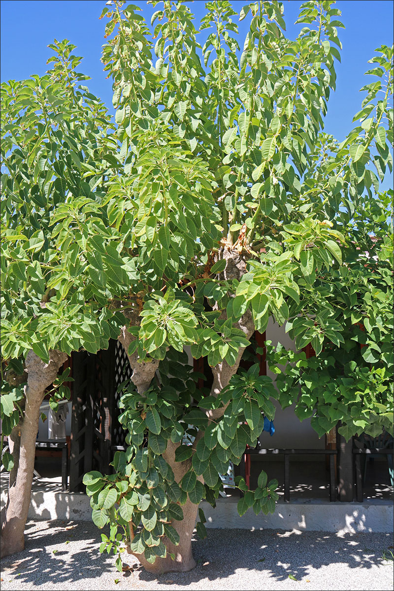 Image of Phytolacca dioica specimen.