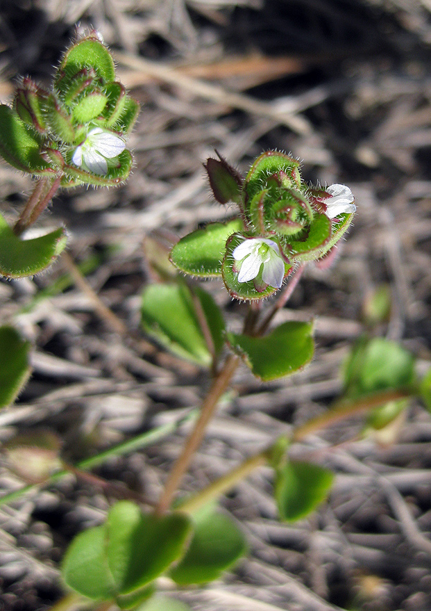 Image of Veronica hederifolia specimen.