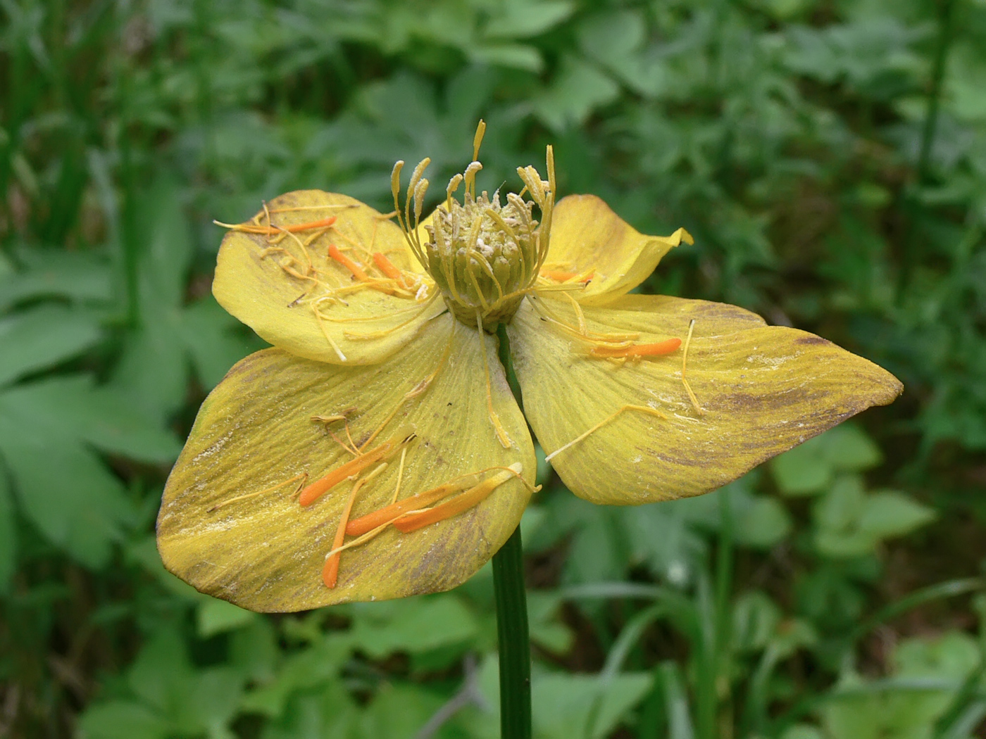 Изображение особи Trollius europaeus.