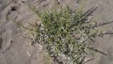 Salsola pontica. Растение на пляже. Греция, о. Родос, берег моря. Июль 2017 г.