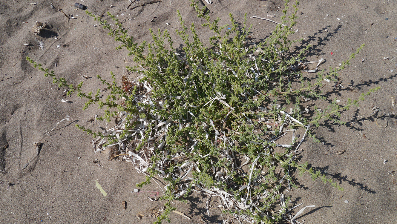 Image of Salsola pontica specimen.