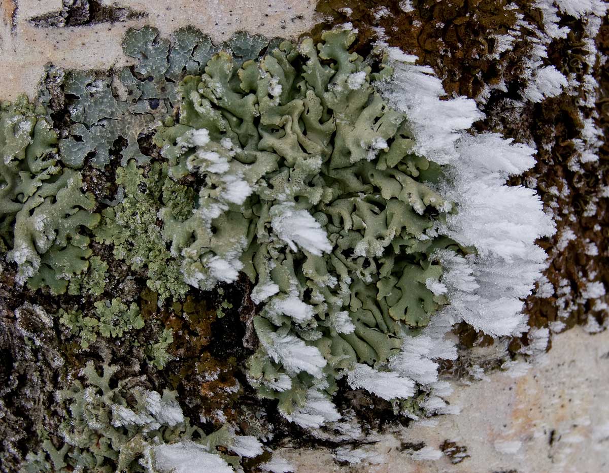 Image of Hypogymnia physodes specimen.