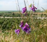 Vicia villosa. Верхушка побега с соцветиями и сидящей личинкой клопа. Краснодарский край, г. Усть-Лабинск, над обрывом коренной террасы р. Кубань. 20.06.2015.