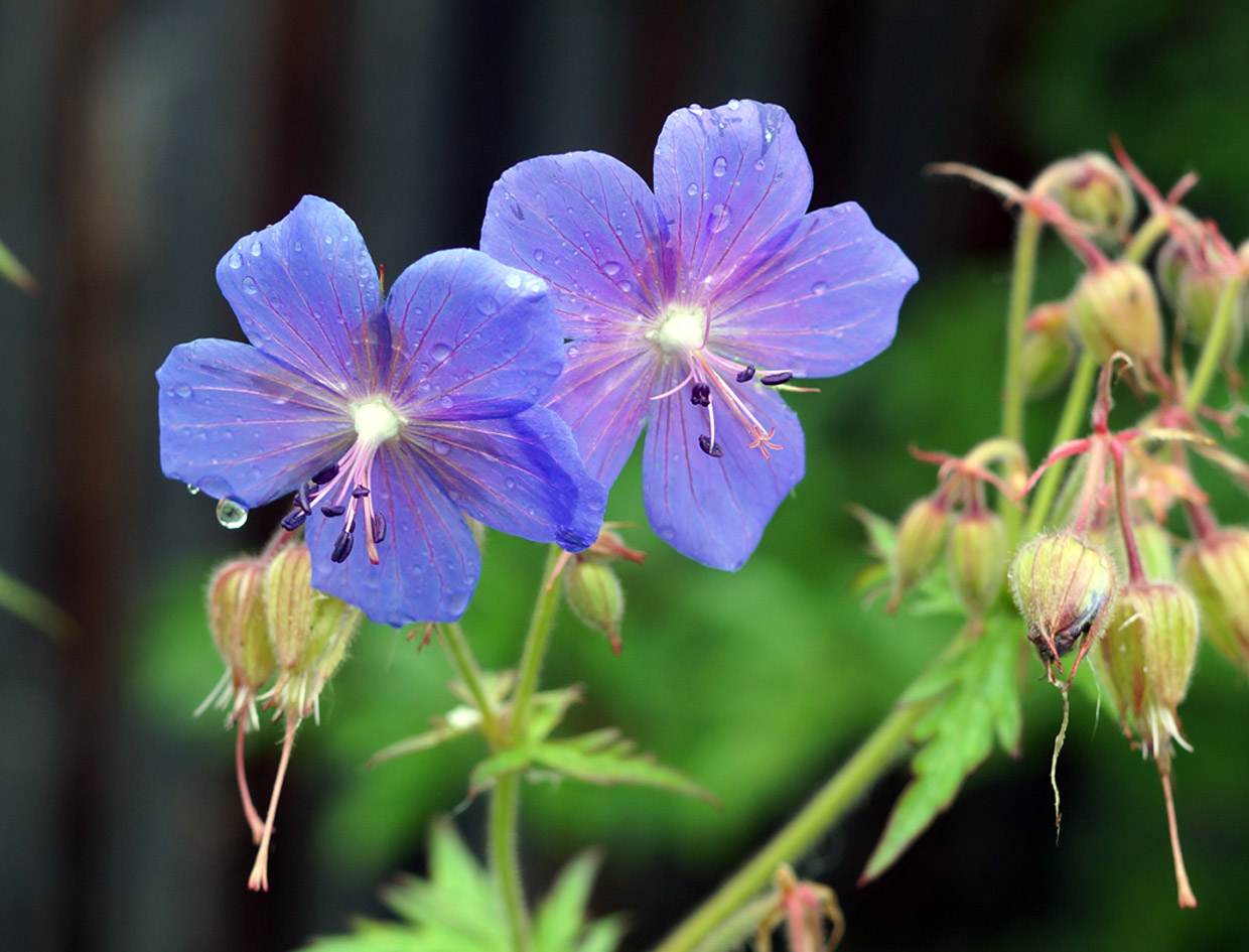 Изображение особи Geranium pratense.