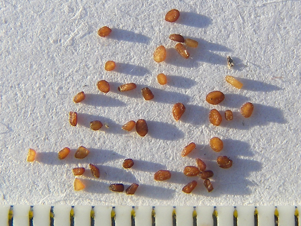 Image of Primula algida specimen.