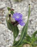 Lactuca tatarica