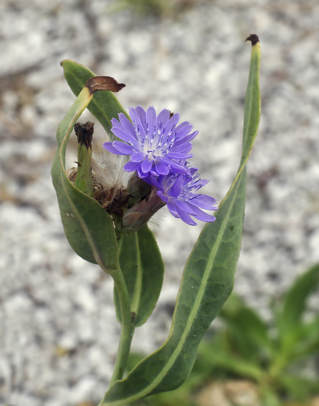 Image of Lactuca tatarica specimen.