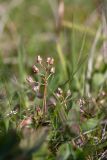 Sibbaldia procumbens. Высохшие прошлогодние соплодия. Мурманская обл., Кольский р-н, окр. пос. Дальние Зеленцы, окр. Столбового озера, склон восточной экспозиции небольшой сопки, нивальная луговина. 03.08.2017.