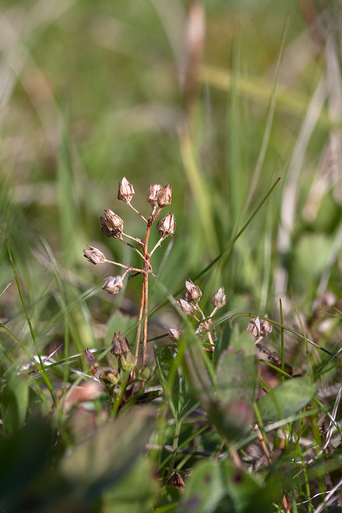 Изображение особи Sibbaldia procumbens.