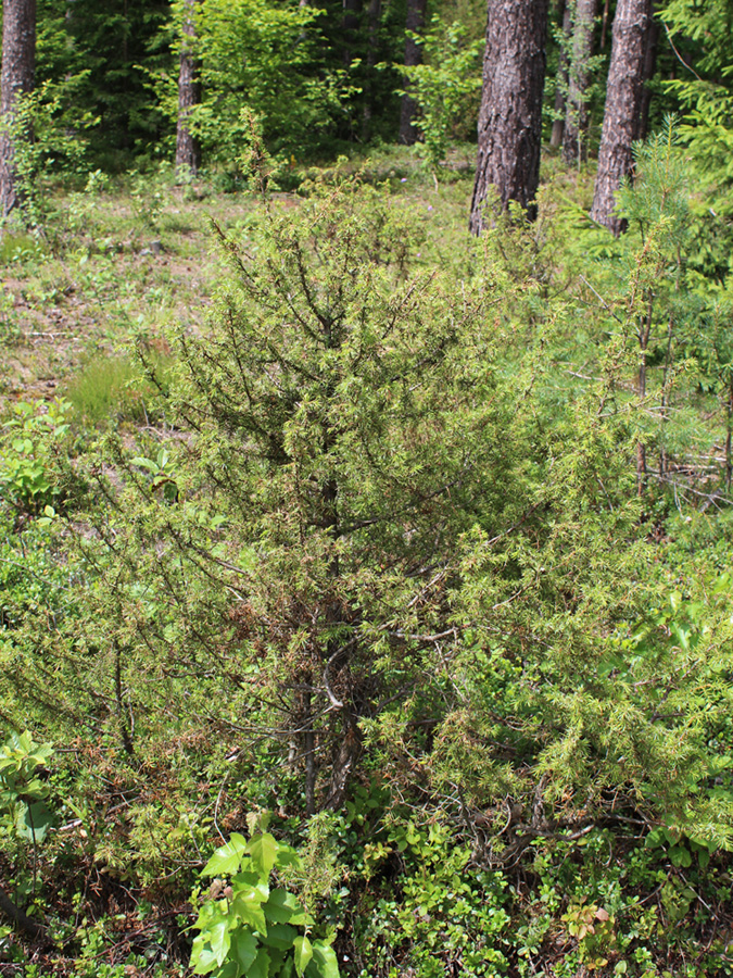 Изображение особи Juniperus communis.