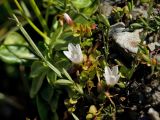 Anagallis tenella. Цветущее растение (видны также побеги Lathyrus neurolobus). Греция, о-в Крит, ном Ханья (Νομός Χανίων), дим Киссамос (Κίσσαμος), окр. деревни Элос (Έλος Χανίων), склон с выходами на поверхность грунтовых вод. 27 июня 2017 г.
