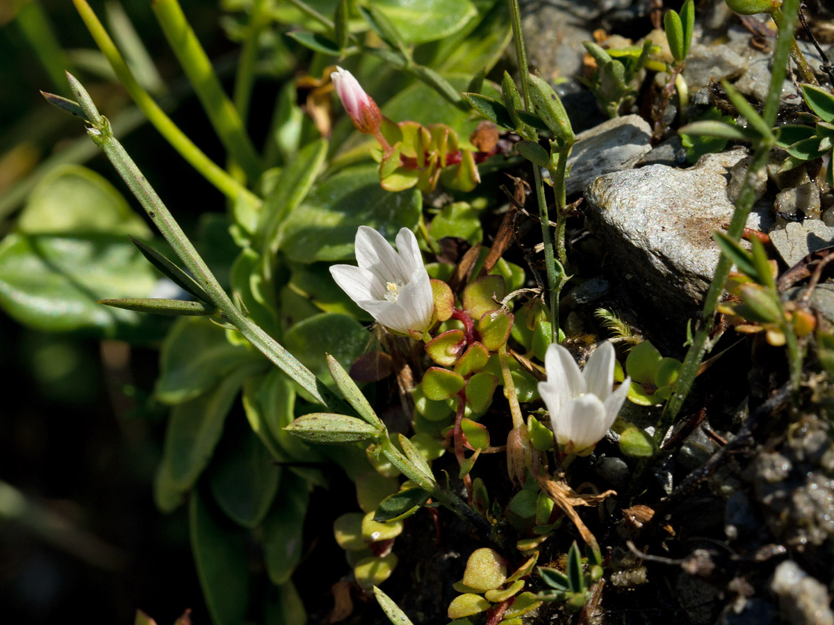 Изображение особи Anagallis tenella.