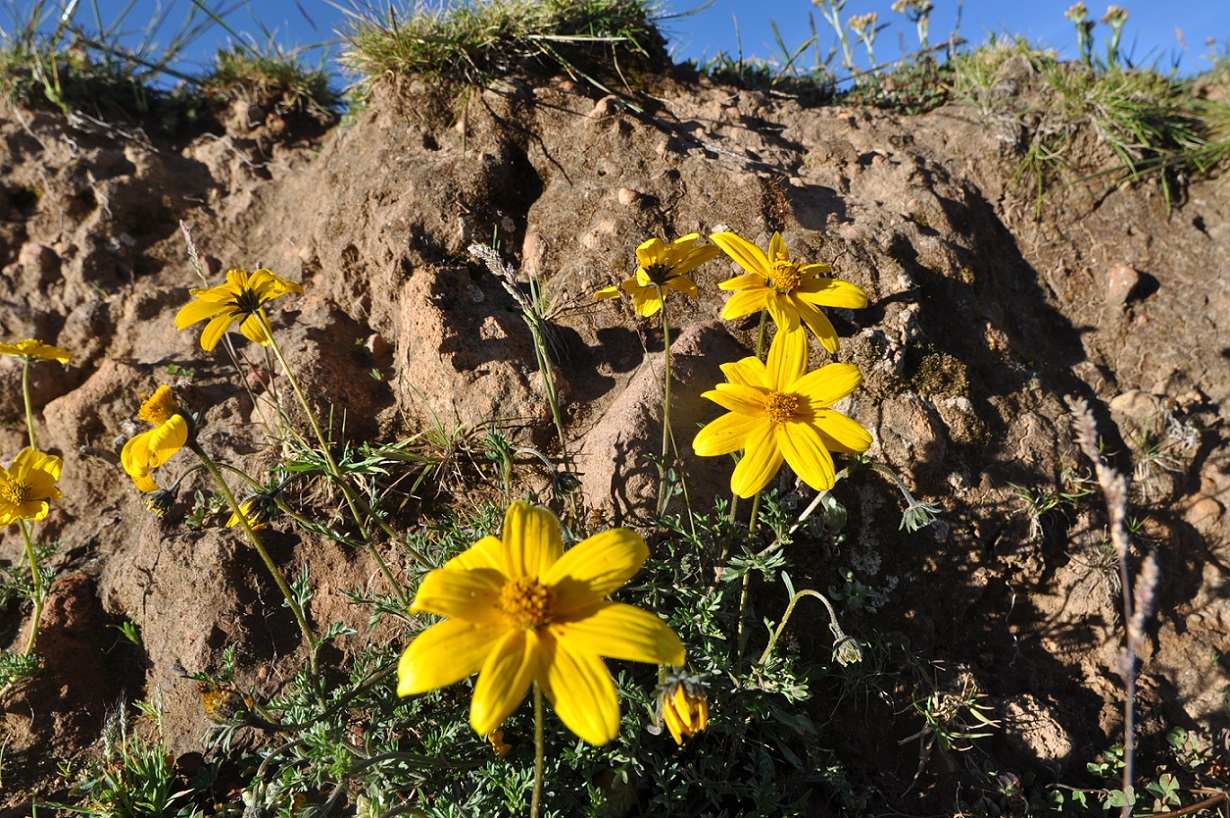 Image of genus Cosmos specimen.