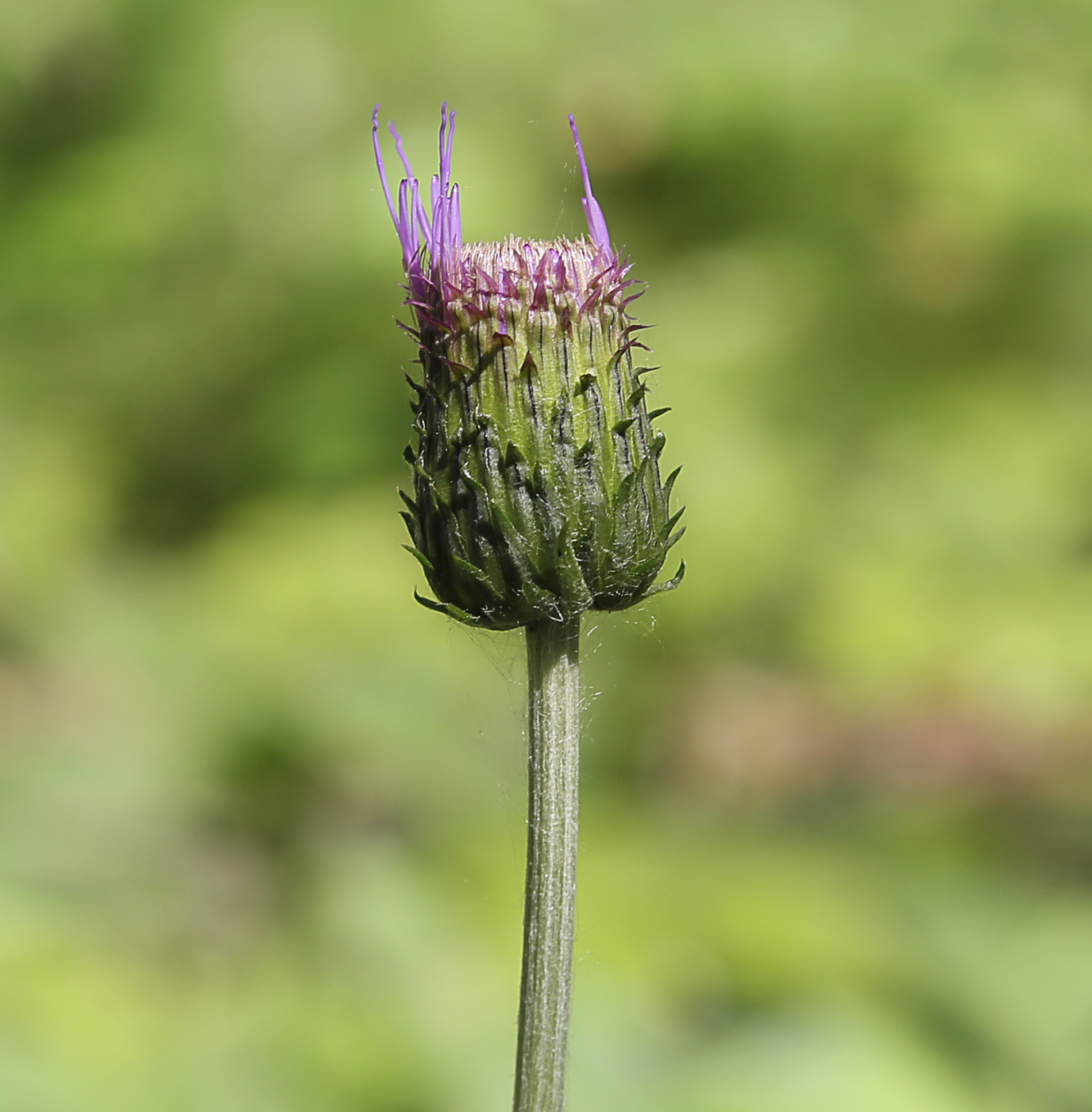 Image of Cirsium heterophyllum specimen.