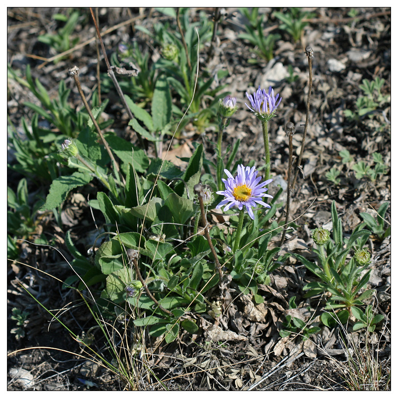 Изображение особи Aster alpinus.