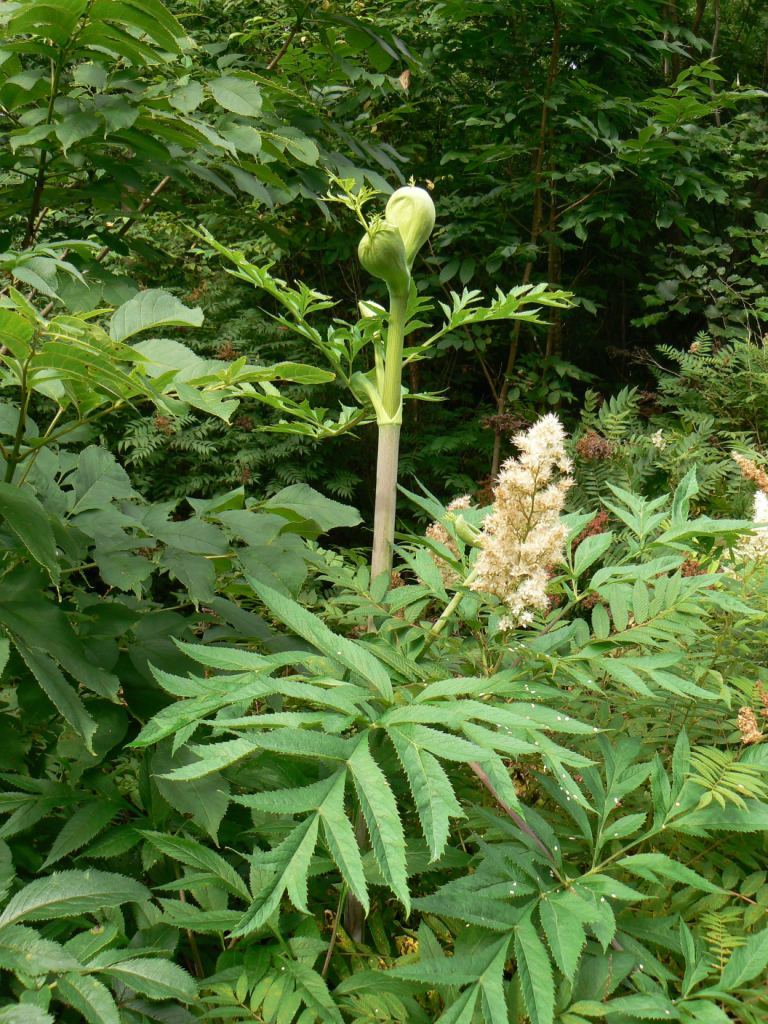 Image of Angelica dahurica specimen.