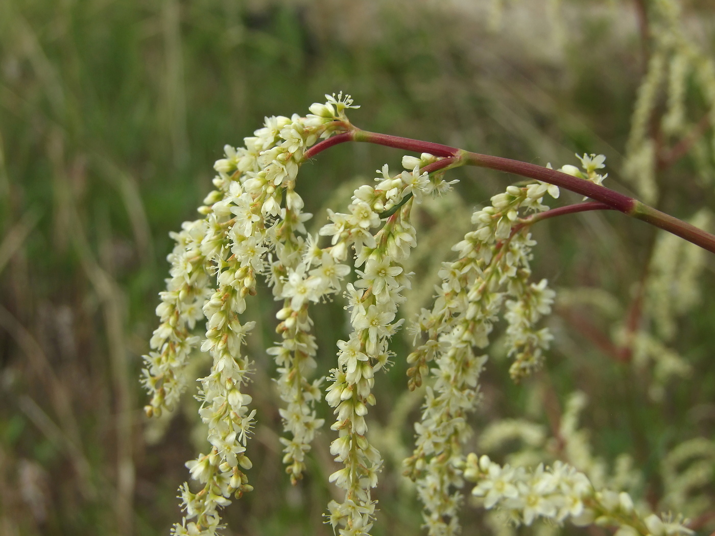 Изображение особи Aconogonon divaricatum.