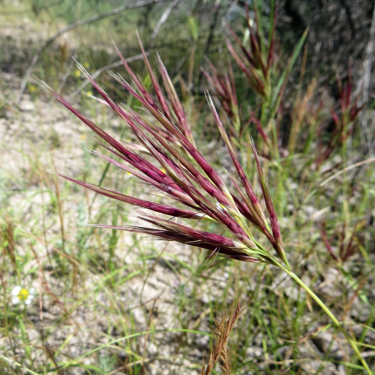 Image of Boissiera squarrosa specimen.