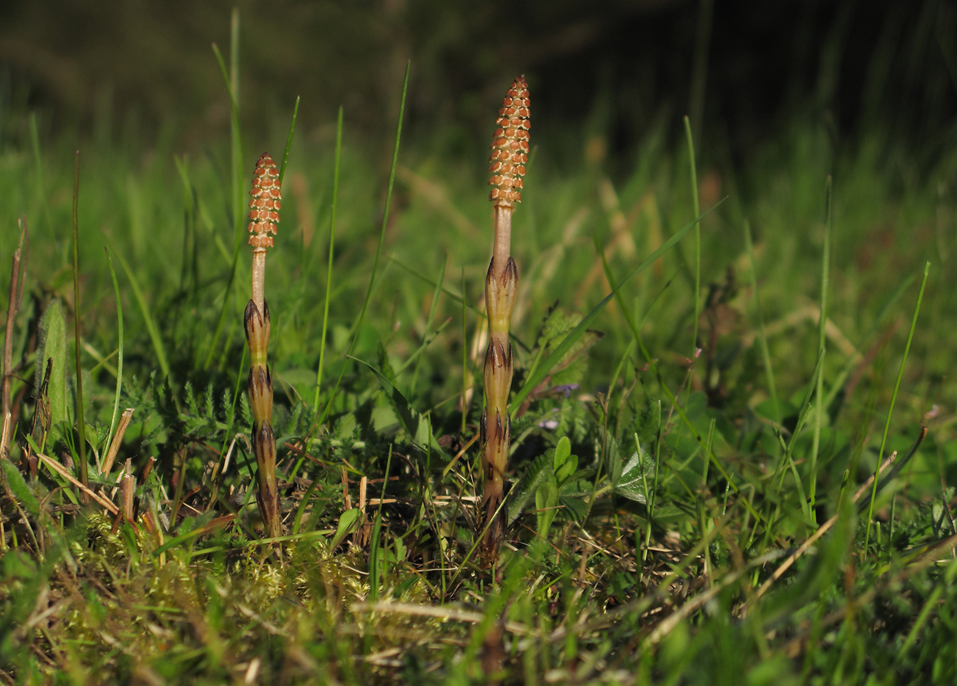 Изображение особи Equisetum arvense.