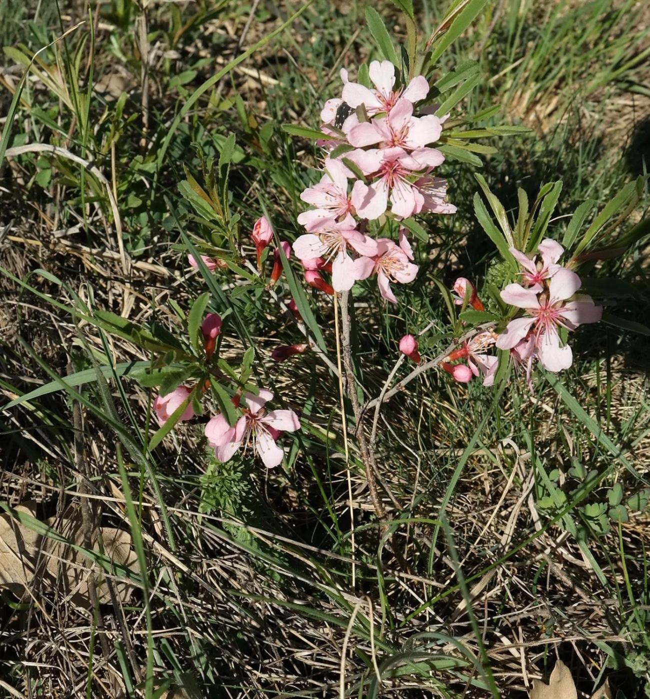 Изображение особи Amygdalus nana.