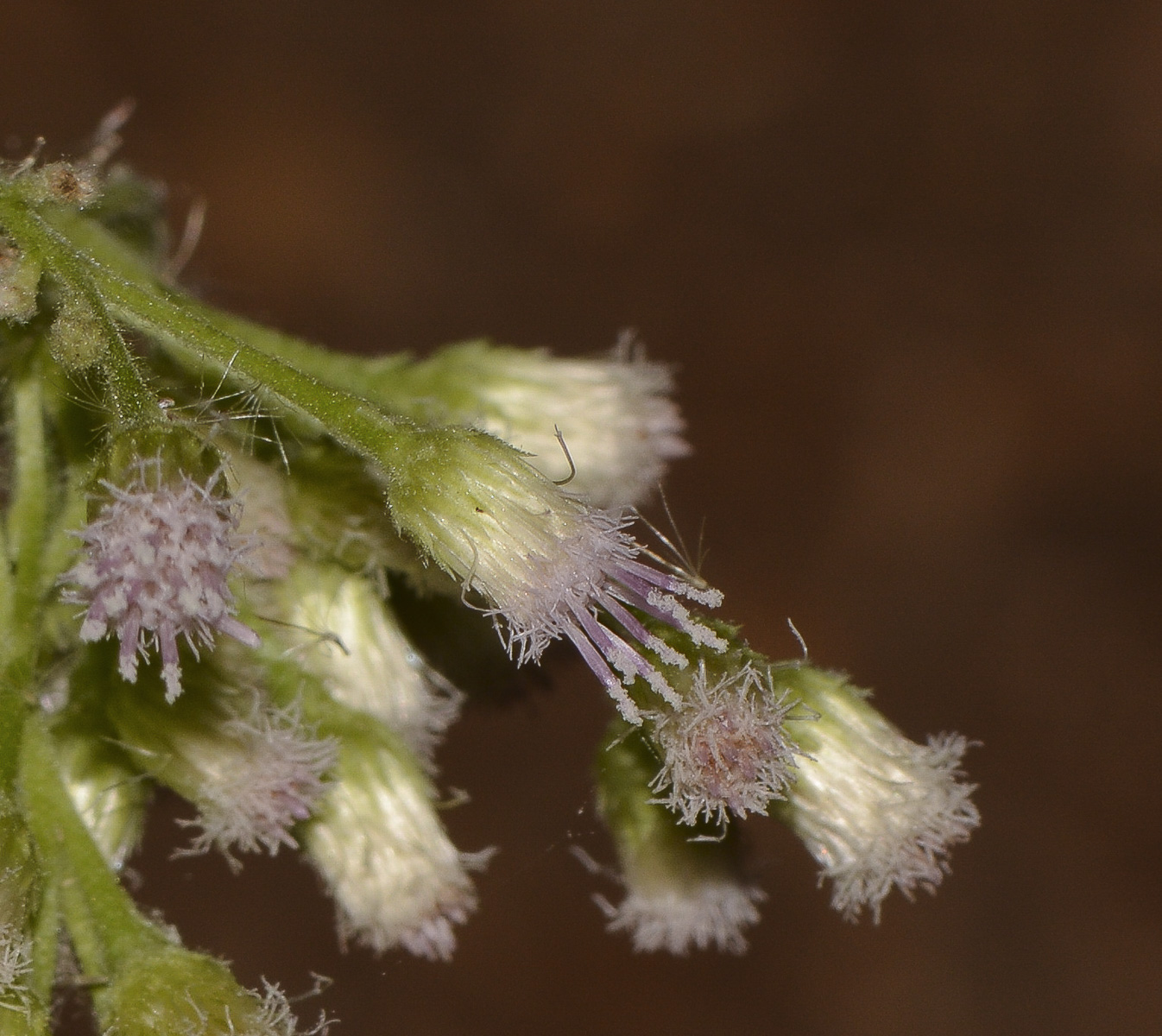 Image of Pluchea dioscoridis specimen.
