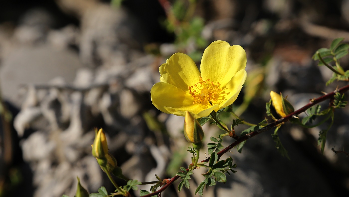 Image of Rosa kokanica specimen.