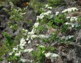 Spiraea media