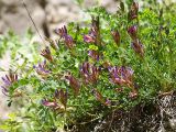 Astragalus buschiorum. Цветущее растение. Северная Осетия, нижняя часть Алагирского ущелья, окр. пос. Тамиск, у святилища Ныхасы-Уастырджи. 07.05.2010.