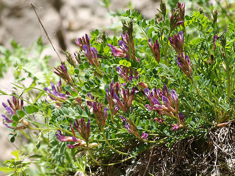 Изображение особи Astragalus buschiorum.