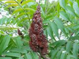 Rhus typhina. Прошлогоднее соплодие и листья. Краснодарский край, г. Тихорецк, в озеленении. 13.05.2018.