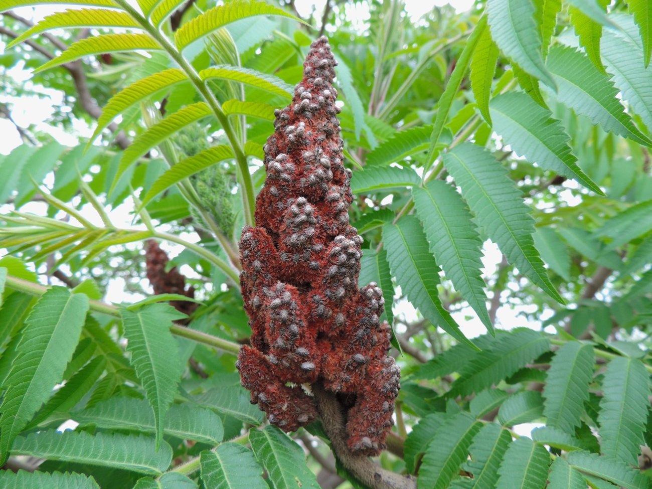 Image of Rhus typhina specimen.