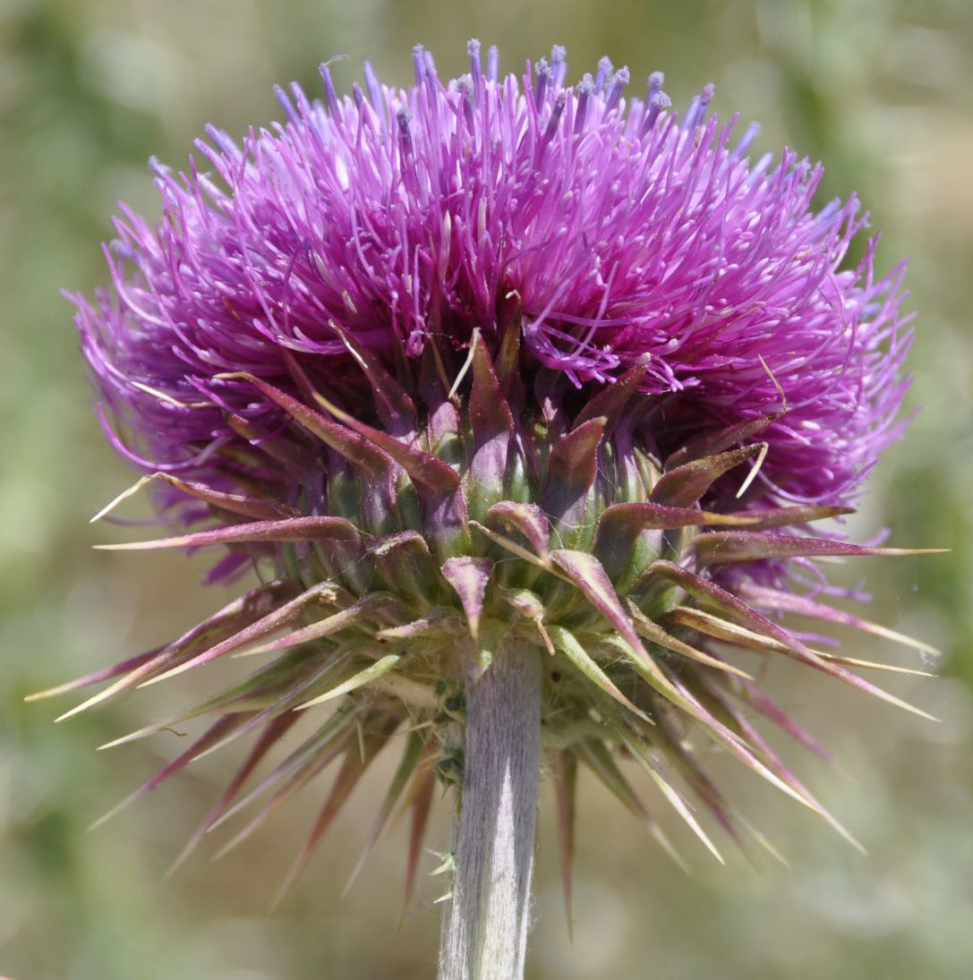 Image of Carduus nutans ssp. taygeteus specimen.