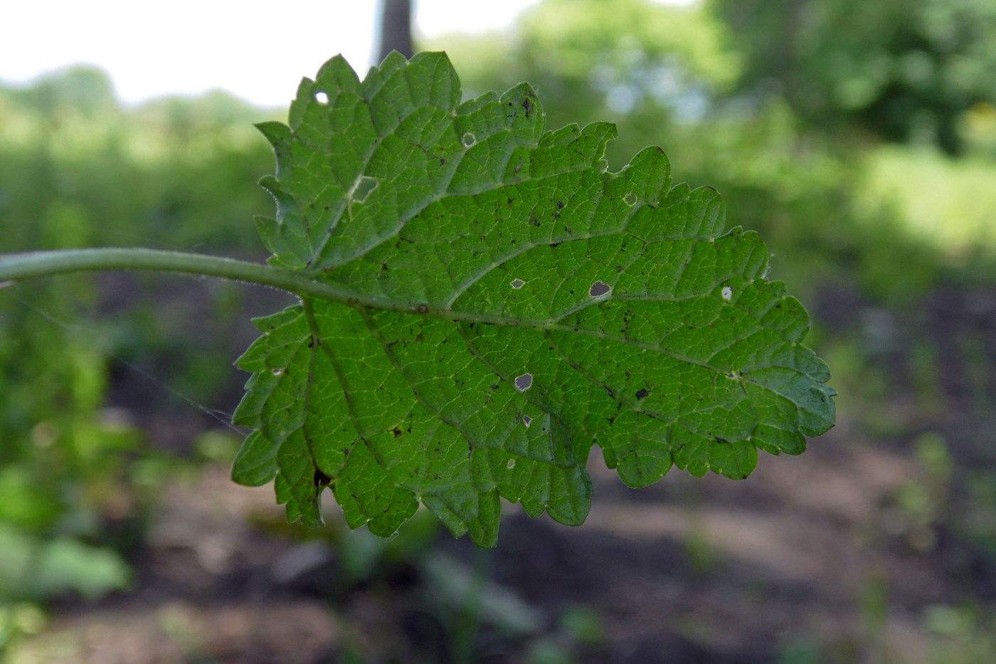 Изображение особи Scrophularia scopolii.