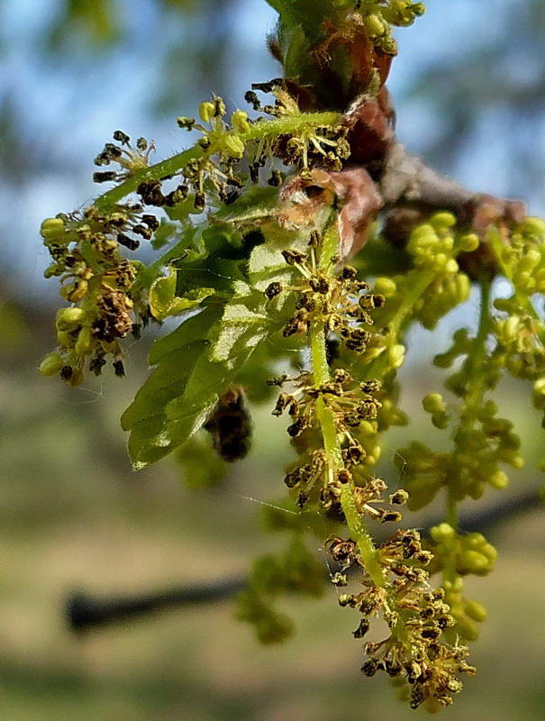 Изображение особи Quercus robur.