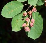 Amelanchier spicata. Плодоносящий побег. Подмосковье, г. Одинцово, придомовые посадки. Июнь 2018 г.