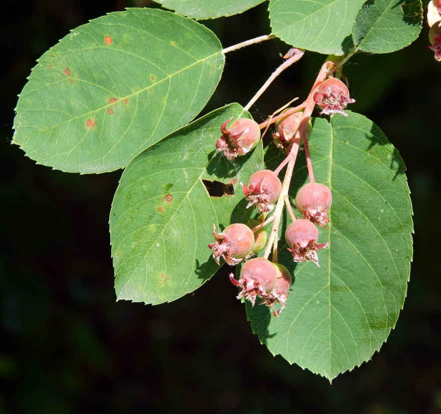 Image of Amelanchier spicata specimen.