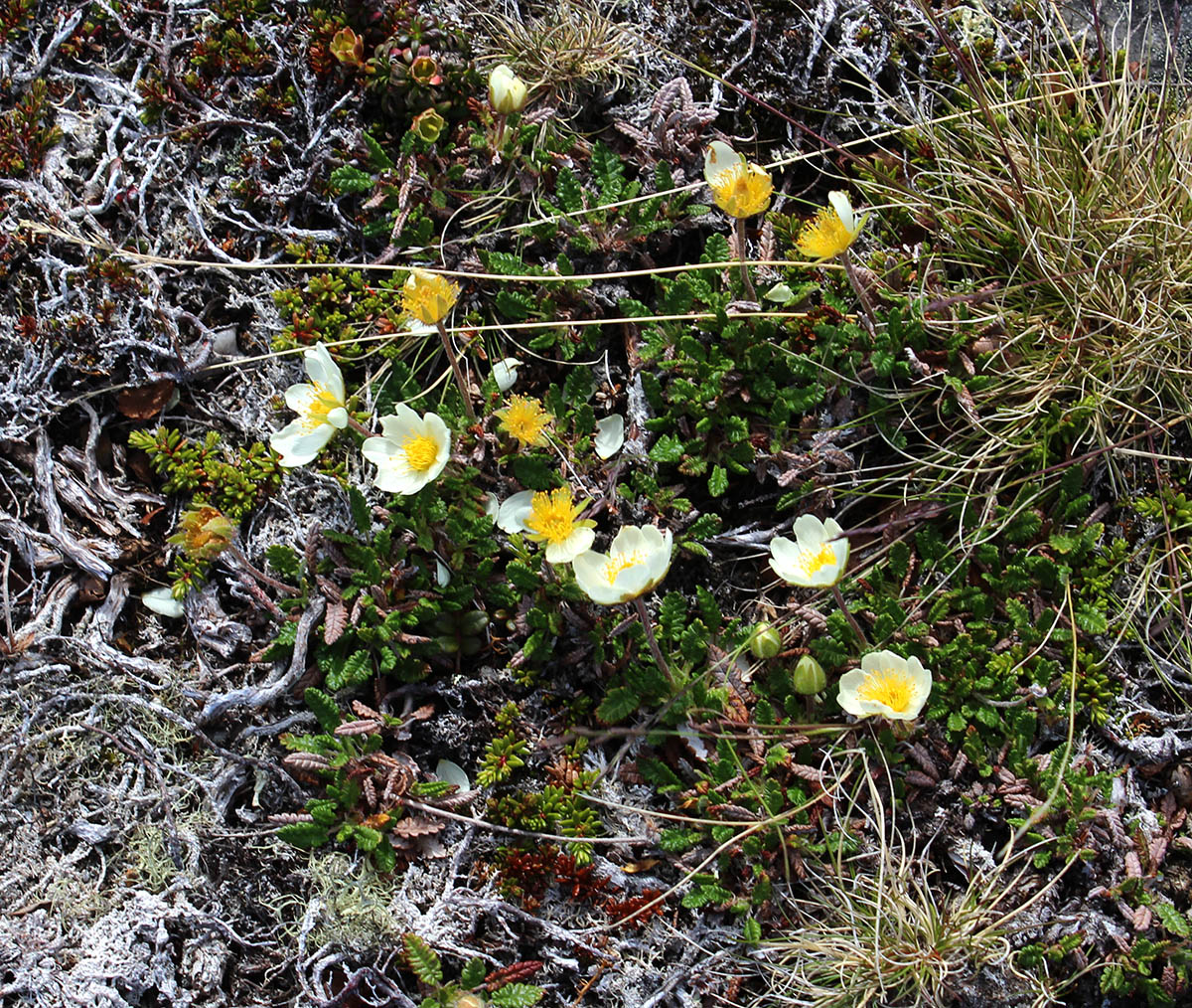 Изображение особи Dryas octopetala.