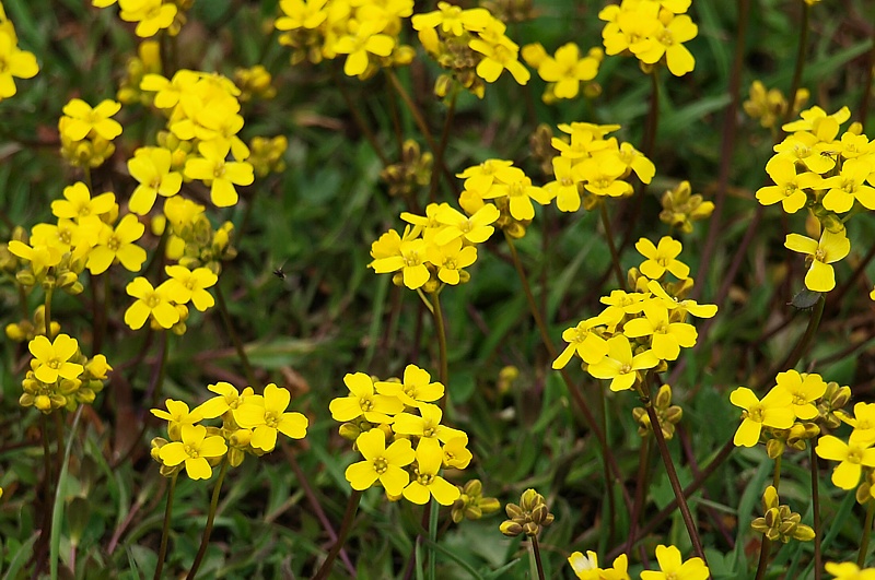 Image of Draba sibirica specimen.